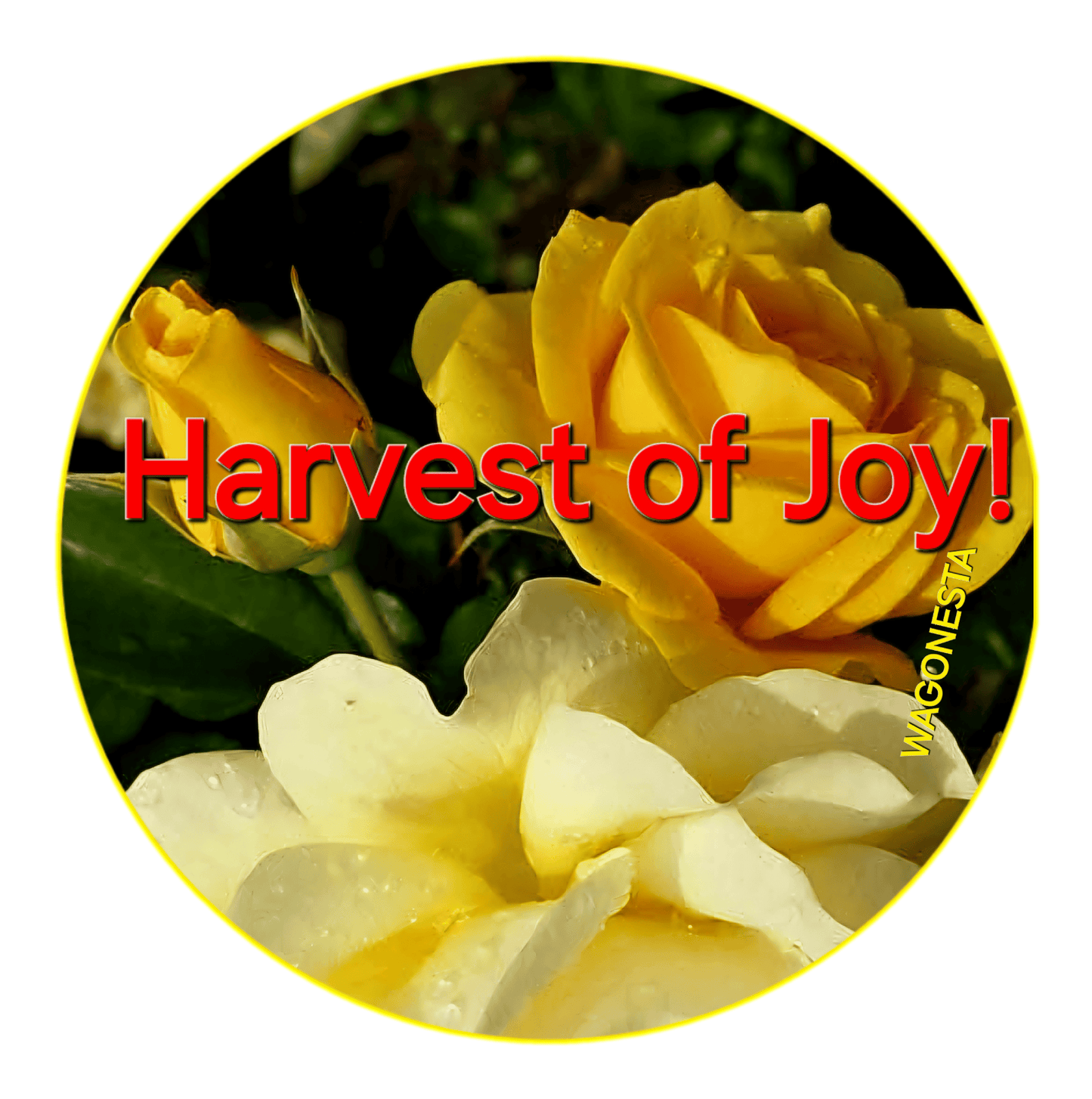 FAITH -HARVEST OF JOY!  - Women's 100% Cotton Short Sleeve Tee