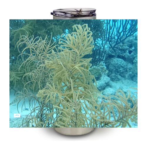 LumaSteel 20oz Tumbler - Wagonesta- Coral in the Sea