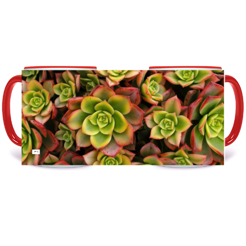 11 oz. Two-Tone Mug (Red) - Wagonesta - Succulents